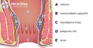 Anatomski presjek